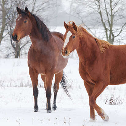 themenwelt bubblenavi pferde im winter 412x412